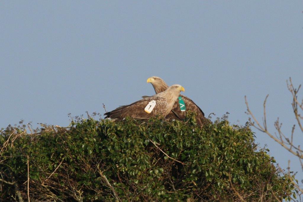 Sea Eagles on the nest at Coillte's Portumna Forest park