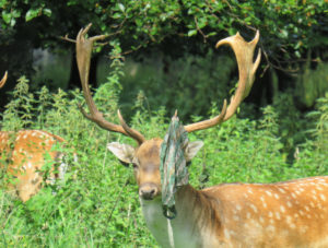 Pic by Laura Griffin of plastic bag on deer antlers