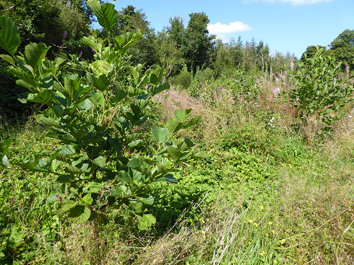 Alder at Hazelwood new native woodland