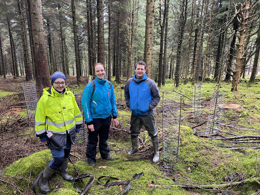 Cruagh Underplanting_web