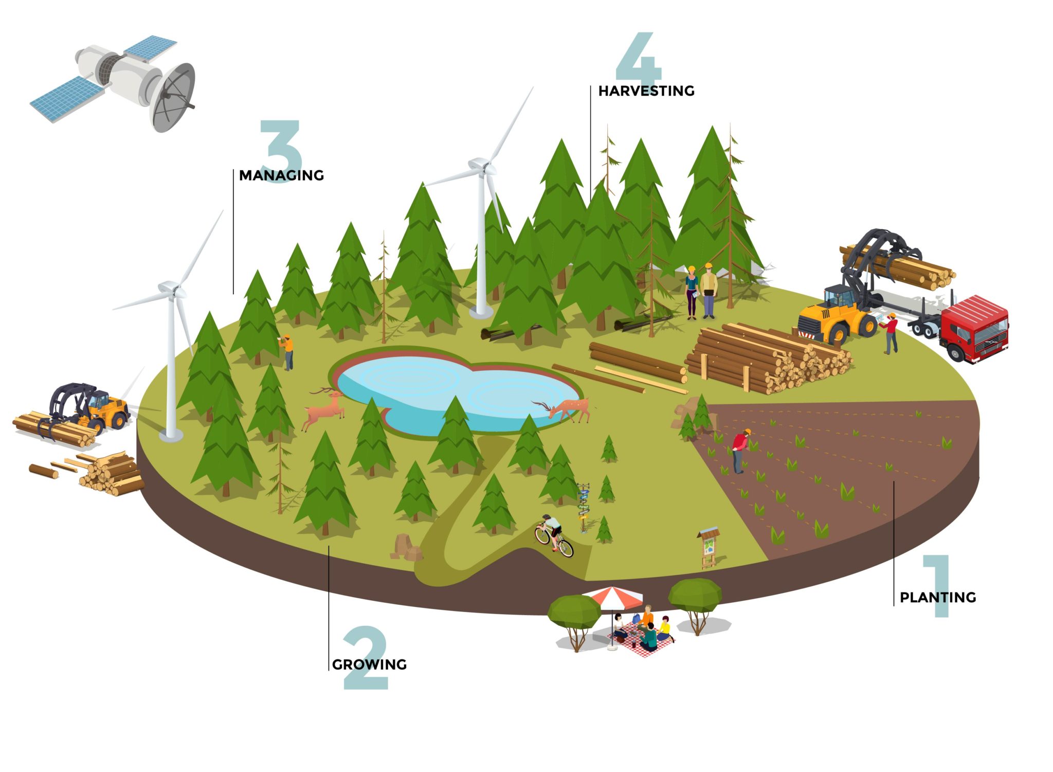 forest-lifecycle