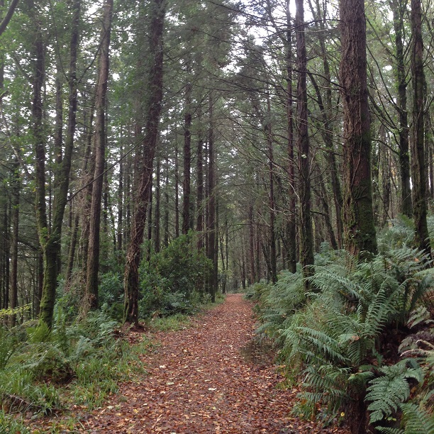 CK_Dromkeen_trails (2)
