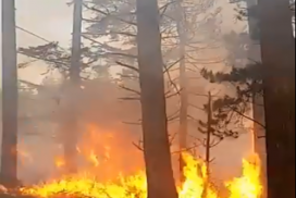 Forest Fire Picture of a forest fire