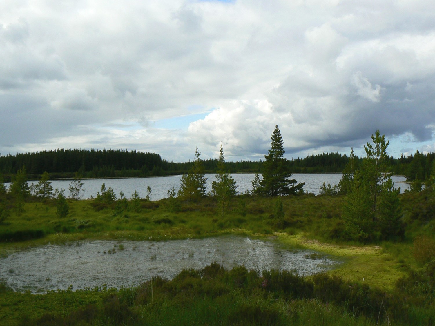 Nephin forests mayo