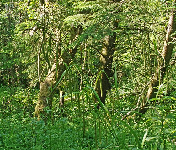Coillte's Hazelwood Forest Picture of Coillte's Hazelwood Forest
