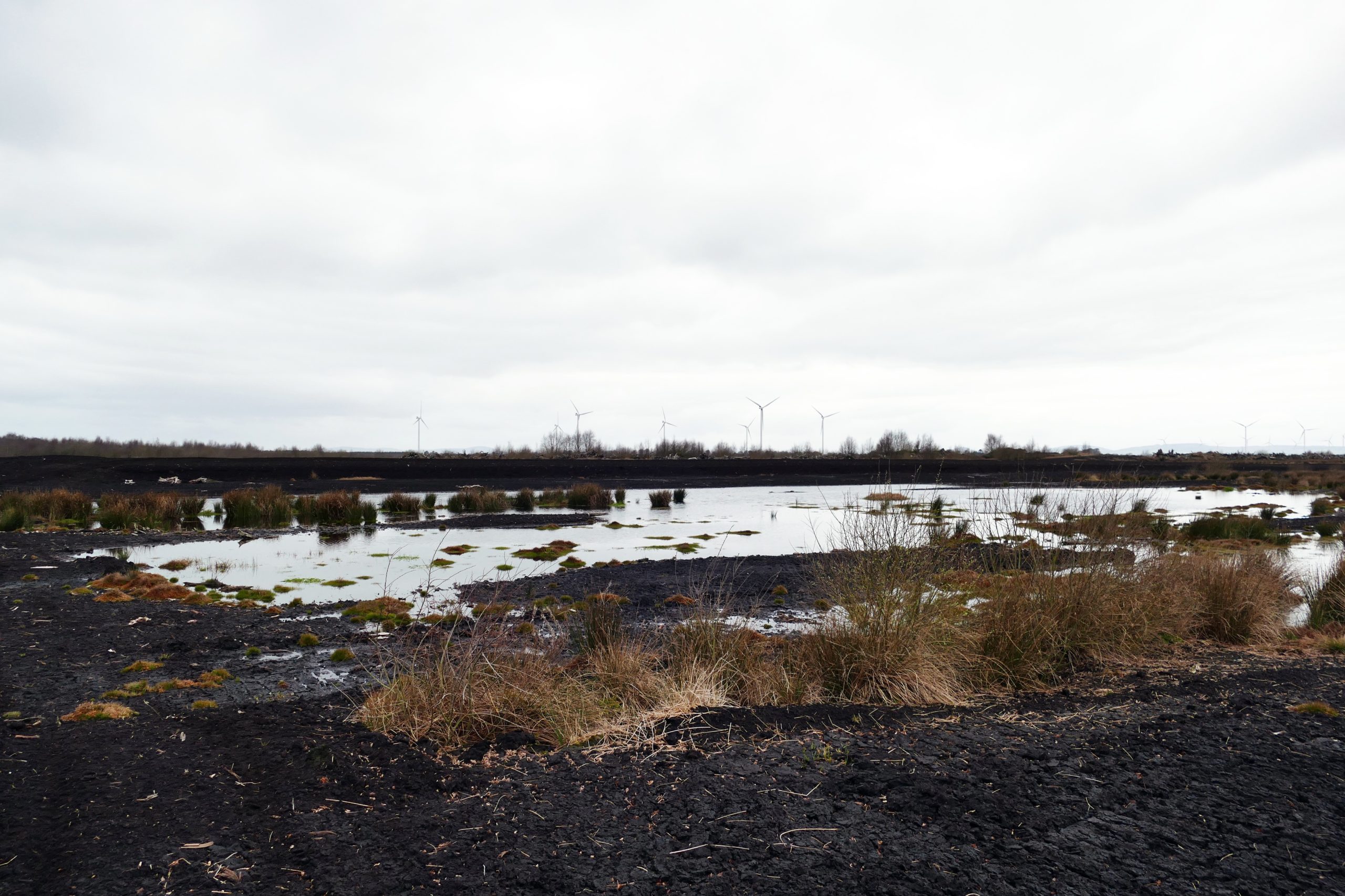 Bawnmore-rushes-bare-peat-windmills