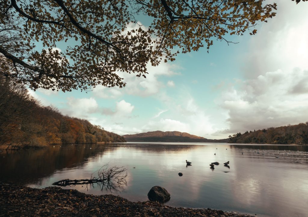 Coillte-Hazelwood-Forest_-5