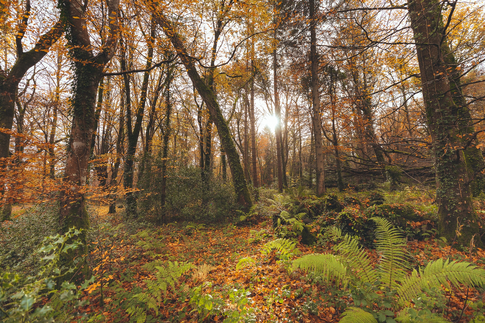 Coillte-Hazelwood-Forest_-58