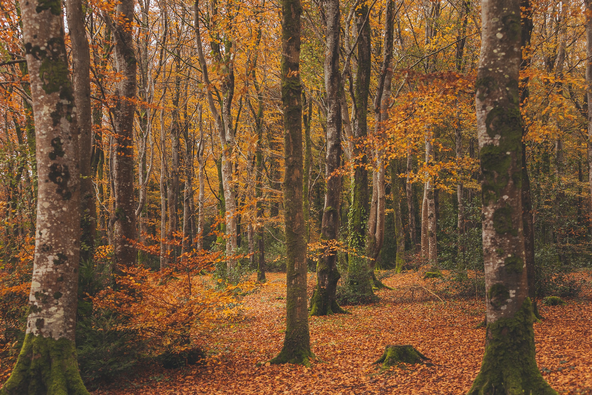 Coillte-Hazelwood-Forest_-72