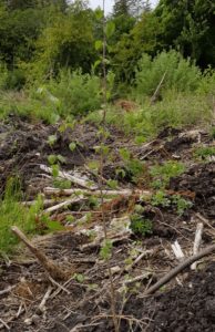 Native-woodland-planting-in-Hazelwood-Birch-sapling