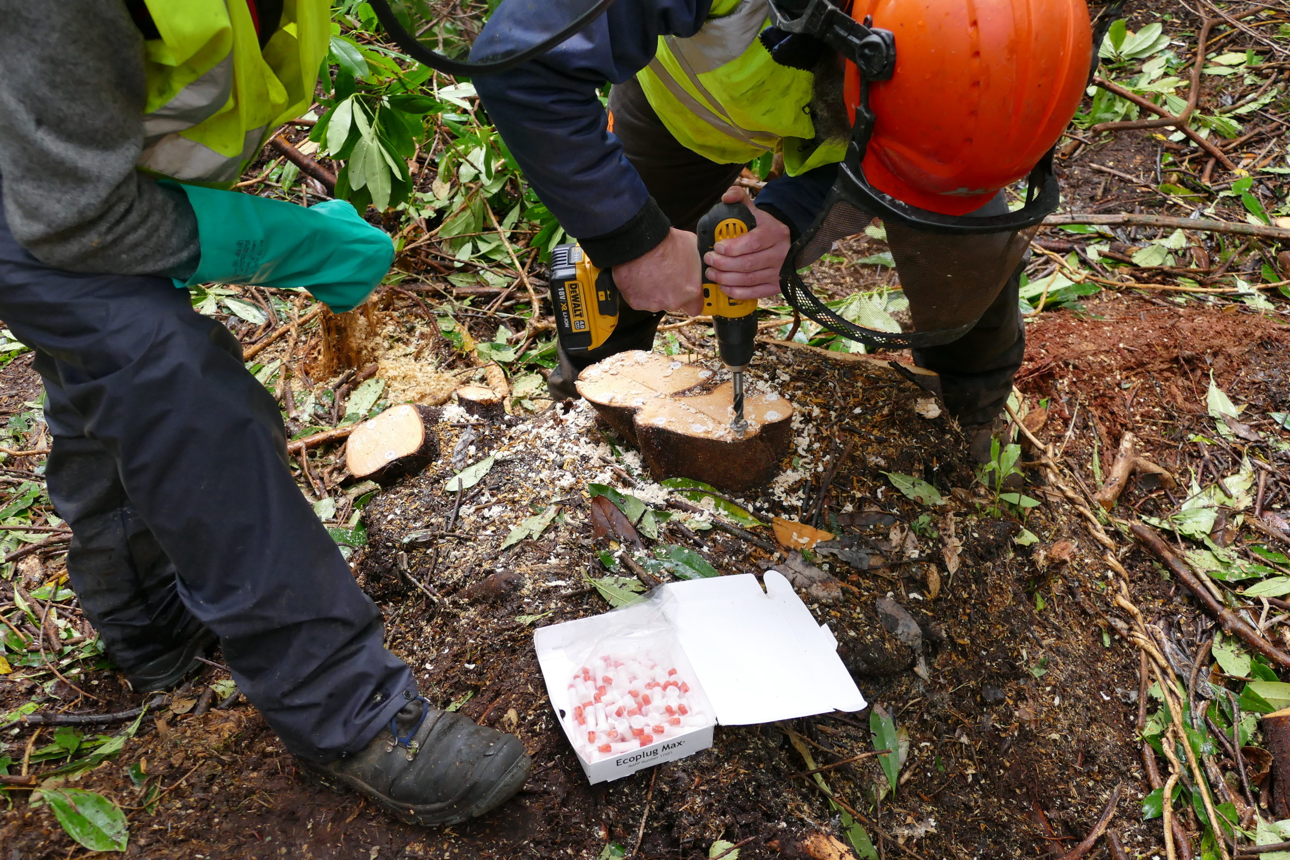 Holes are drilled into the timber and eco-plugs are inserted