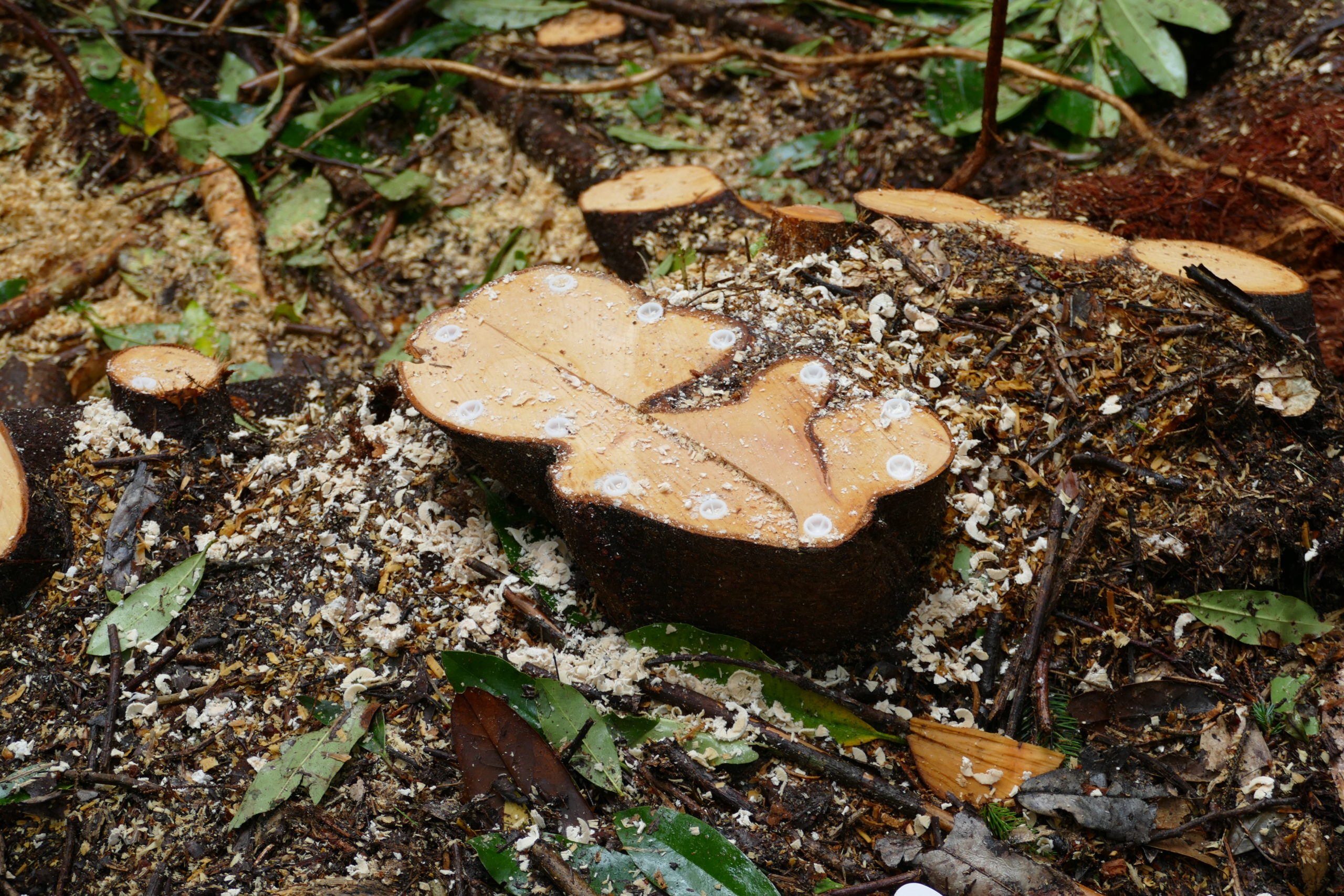 Rhododendron stump with eco-plugs