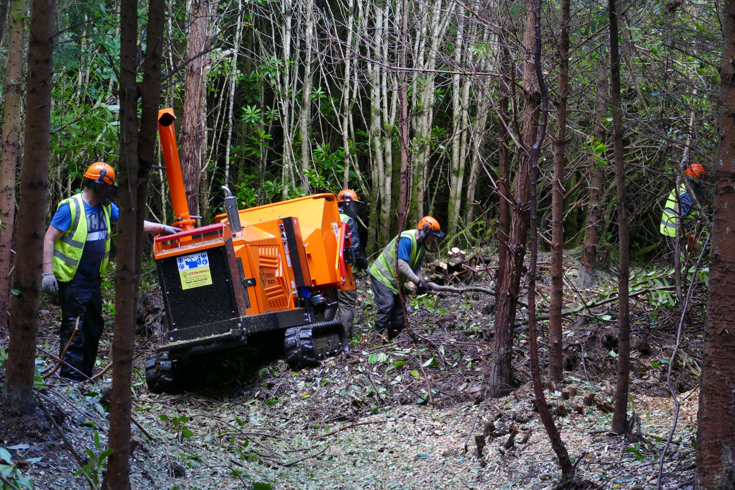 Rhododendron is cut down and chipped