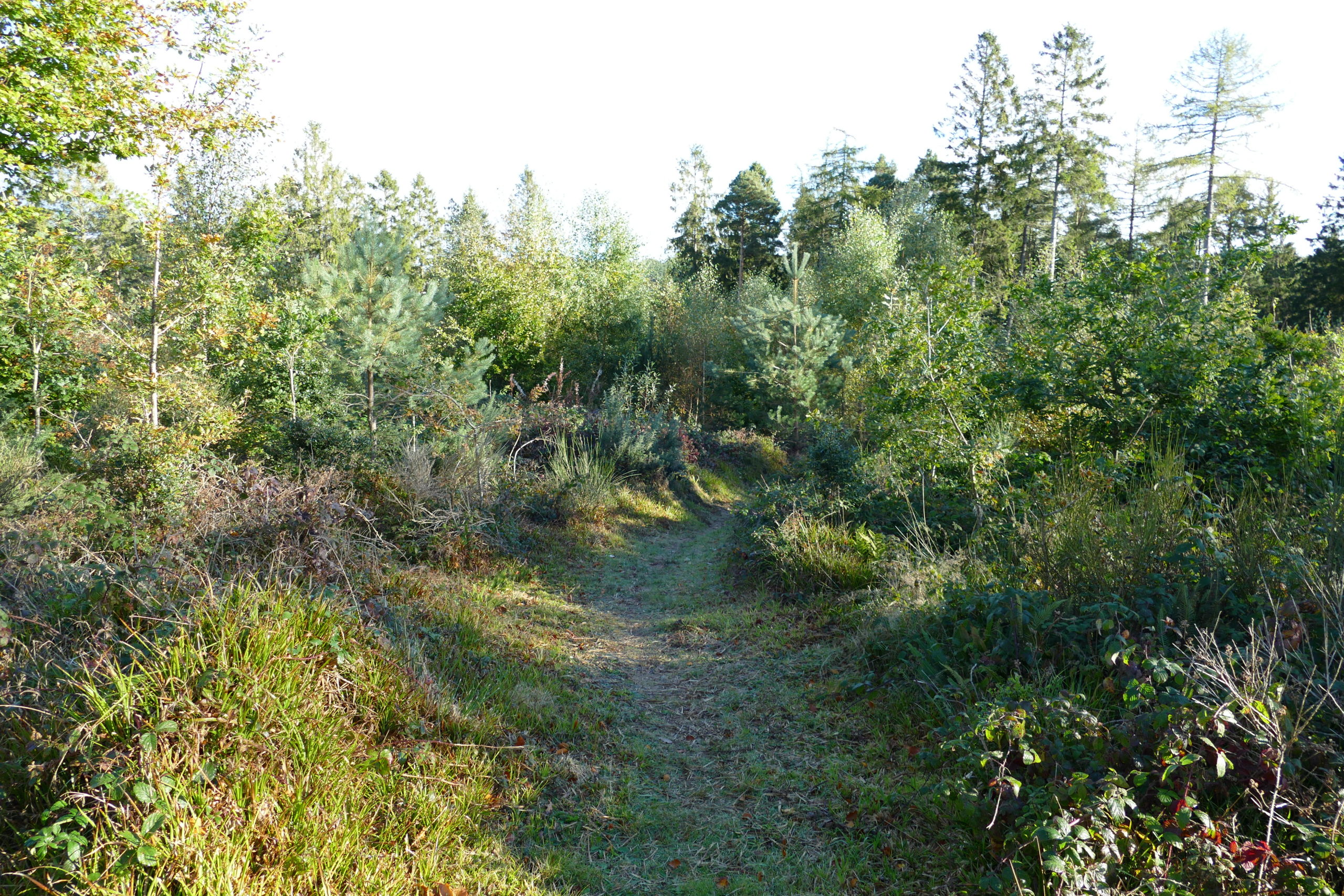 A young native woodland A young native woodland