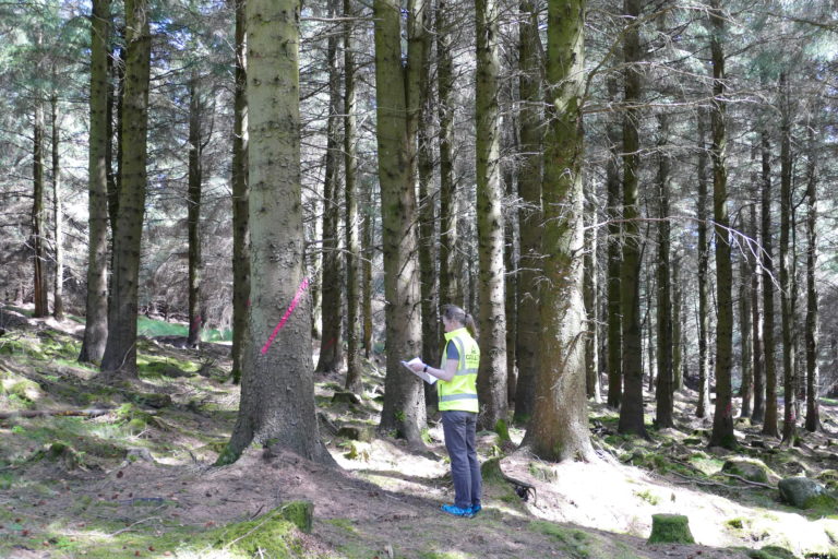Karen Woods inspecting a tree marked for CCF Karen Woods inspecting a tree marked for CCF