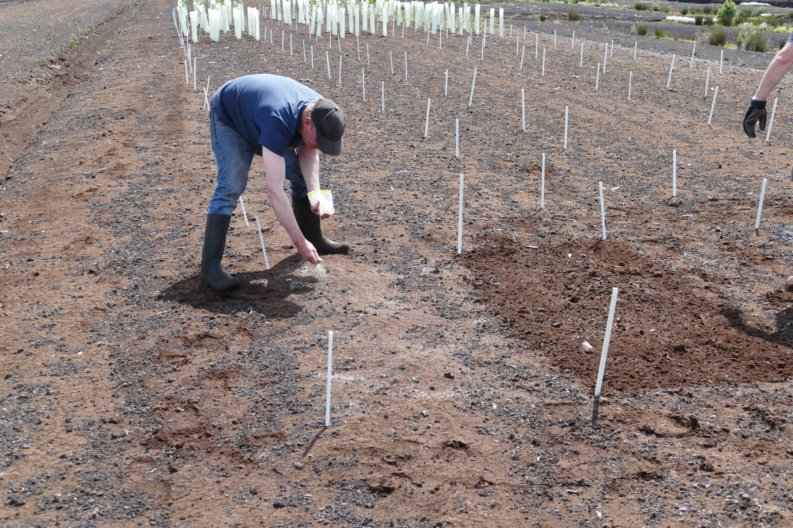 Direct seeding on a trial plot Direct seeding on a trial plot