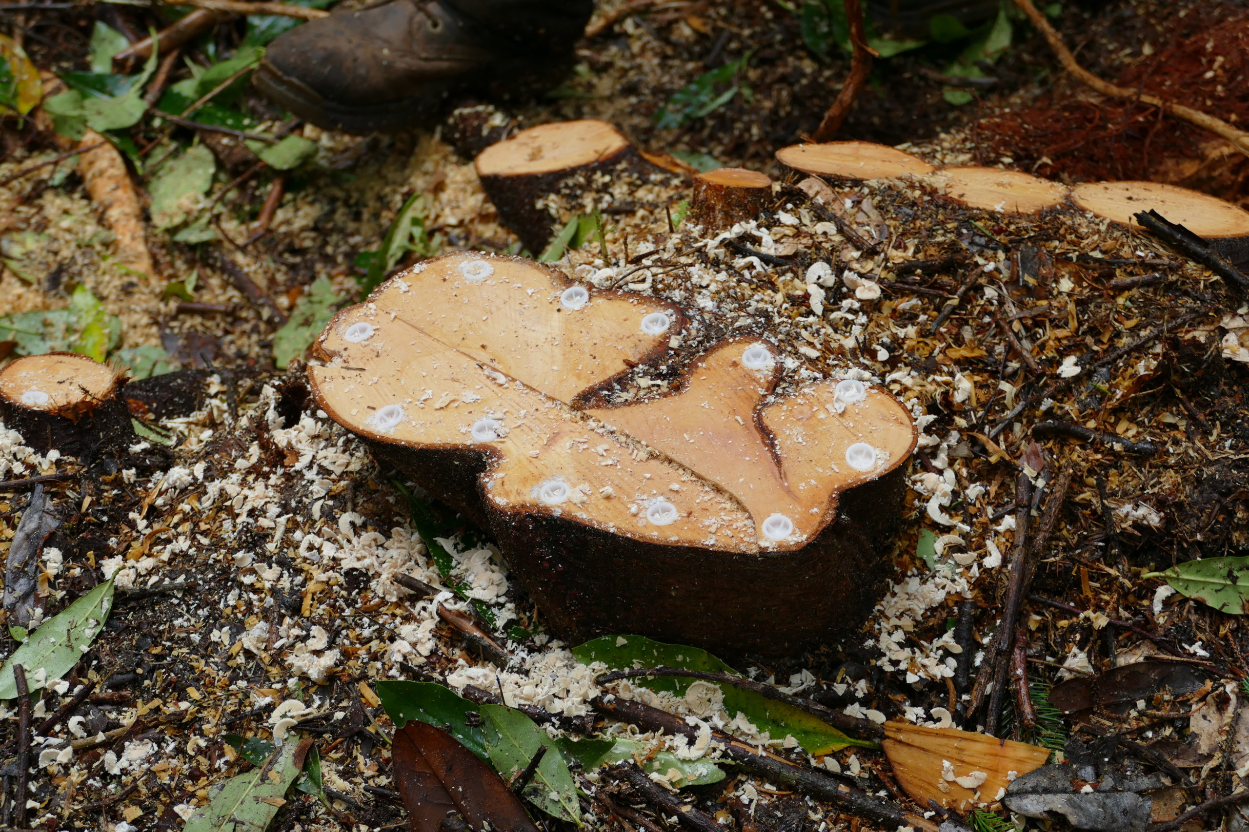 A treated rhododendron stump A treated rhododendron stump