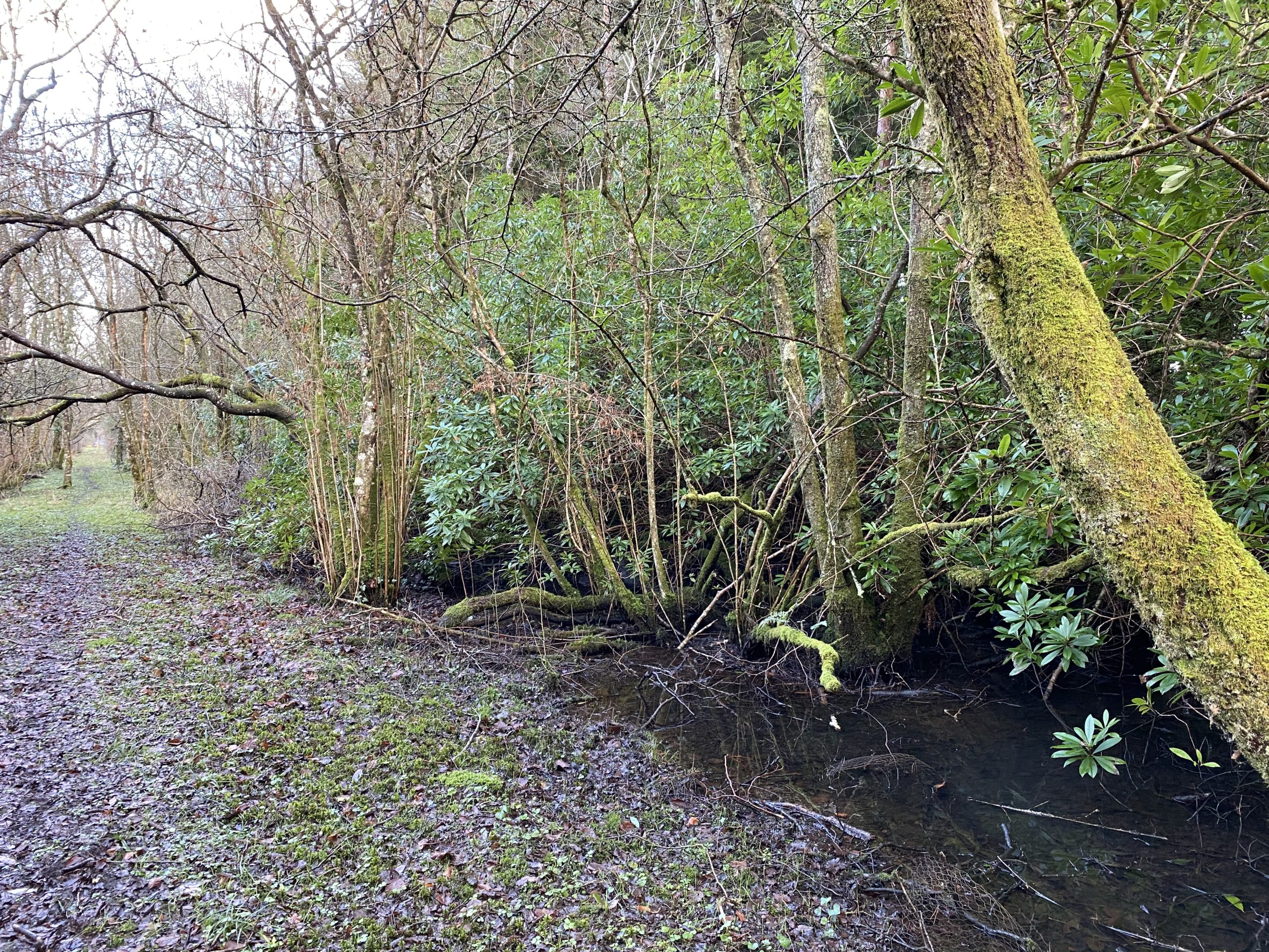 On the opposite side of the path, an uncleared area of wet woodland infested with rhododendron On the opposite side of the path, an uncleared area of wet woodland infested with rhododendron
