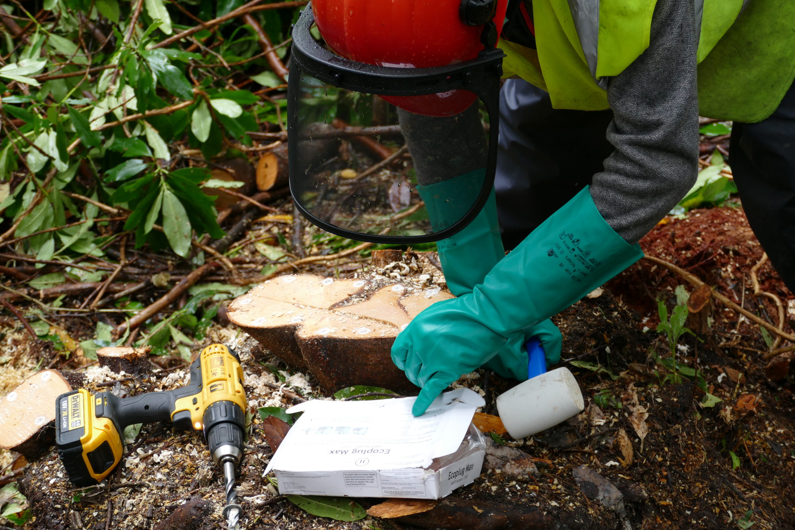 Contractor inserting eco-plugs into a rhododendron stump Contractor inserting eco-plugs into a rhododendron stump
