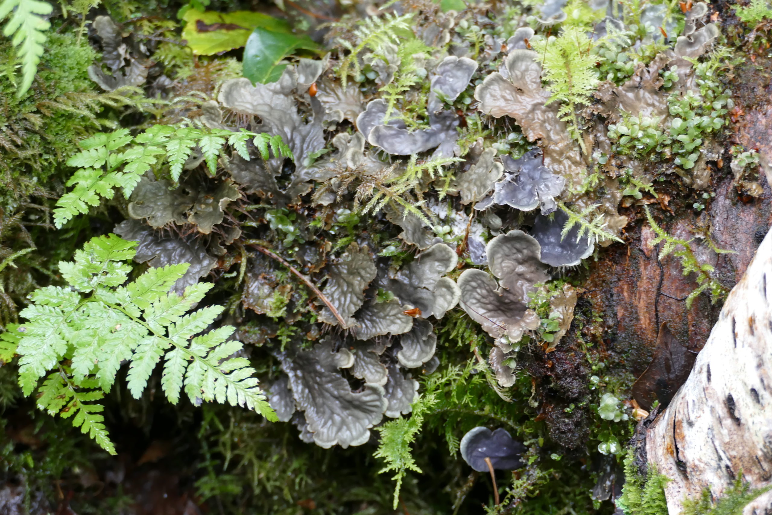 Lichen in old woodland Lichen in old woodland