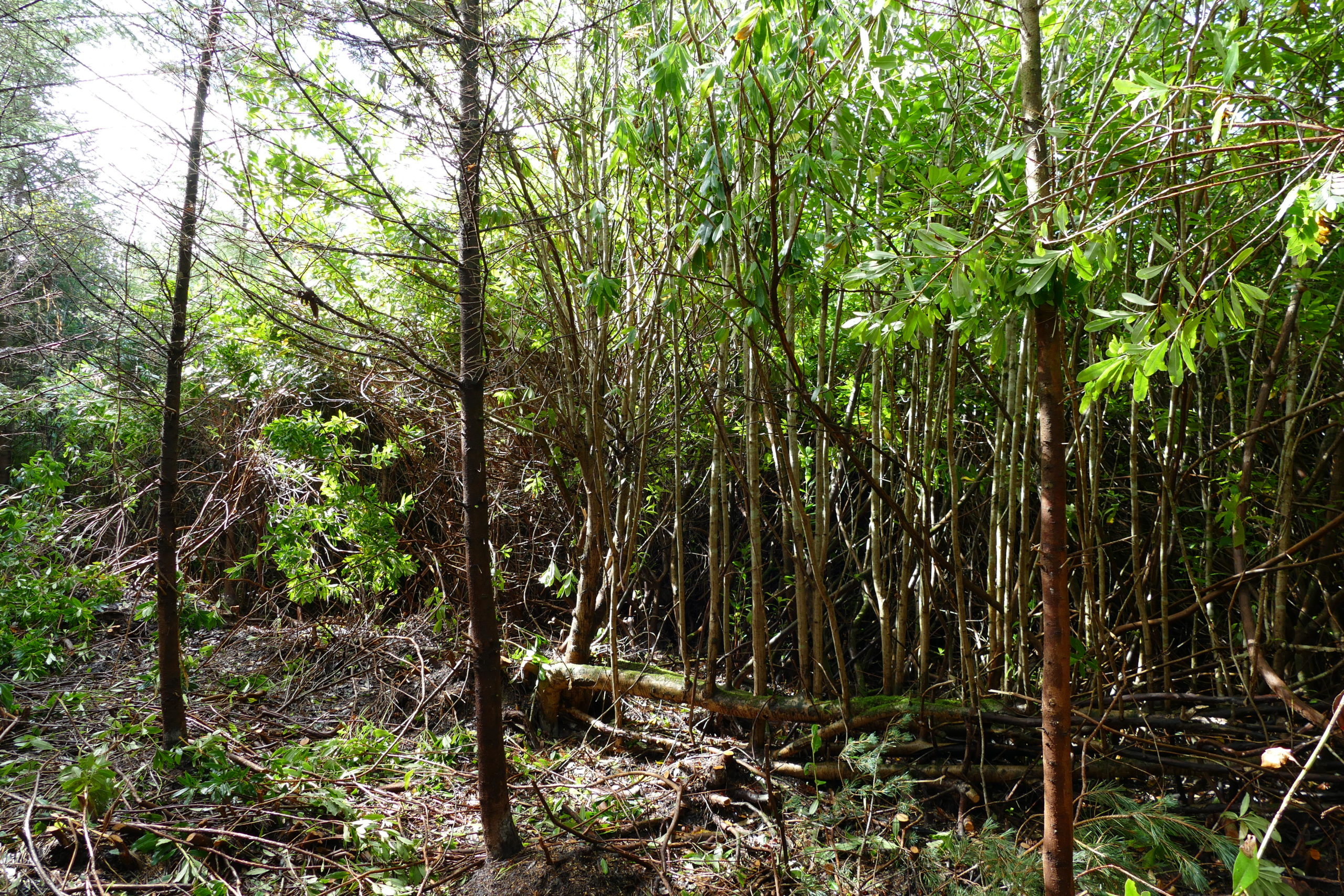 Invasive rhododendron choking a native woodland Invasive rhododendron choking a native woodland