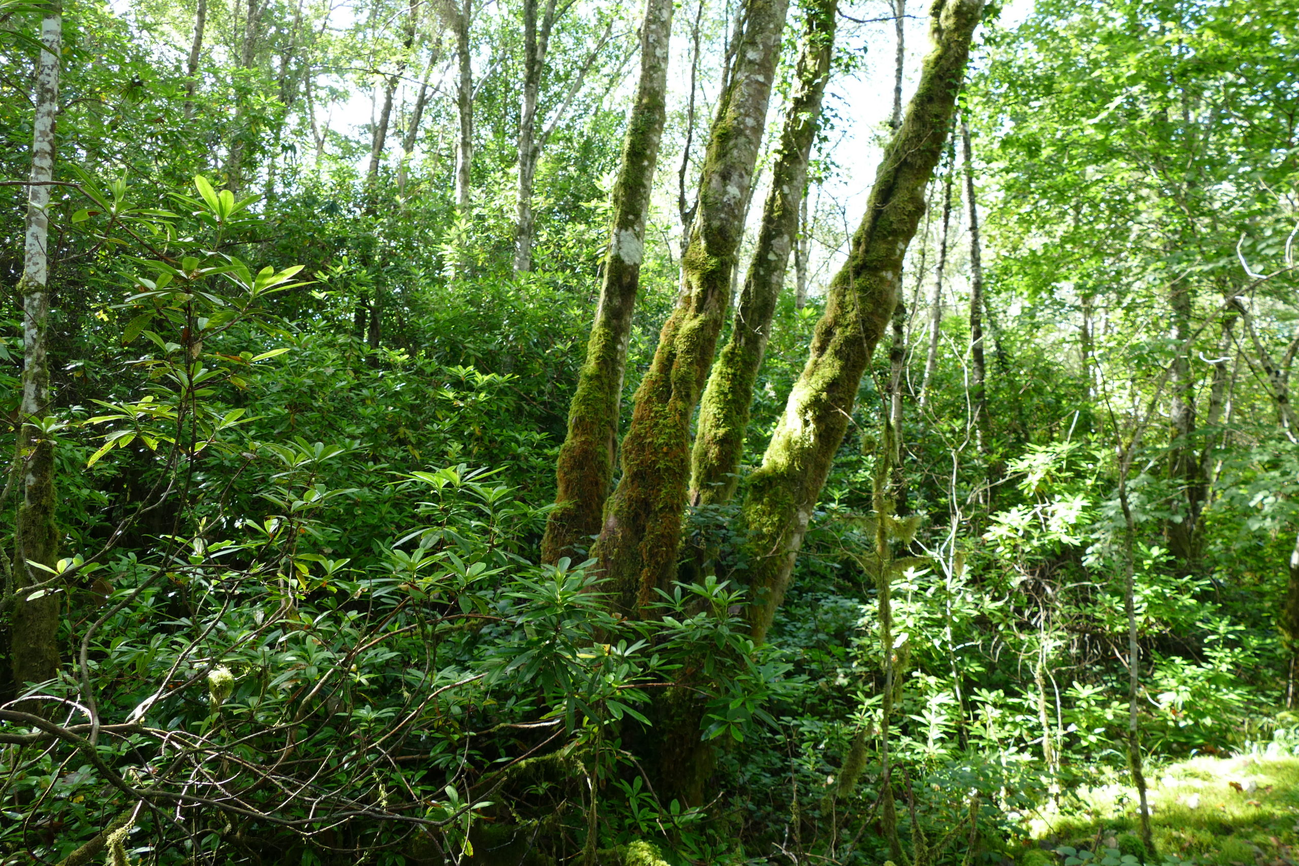 Rhododendron infestation in the alluvial woodland Rhododendron infestation in the alluvial woodland
