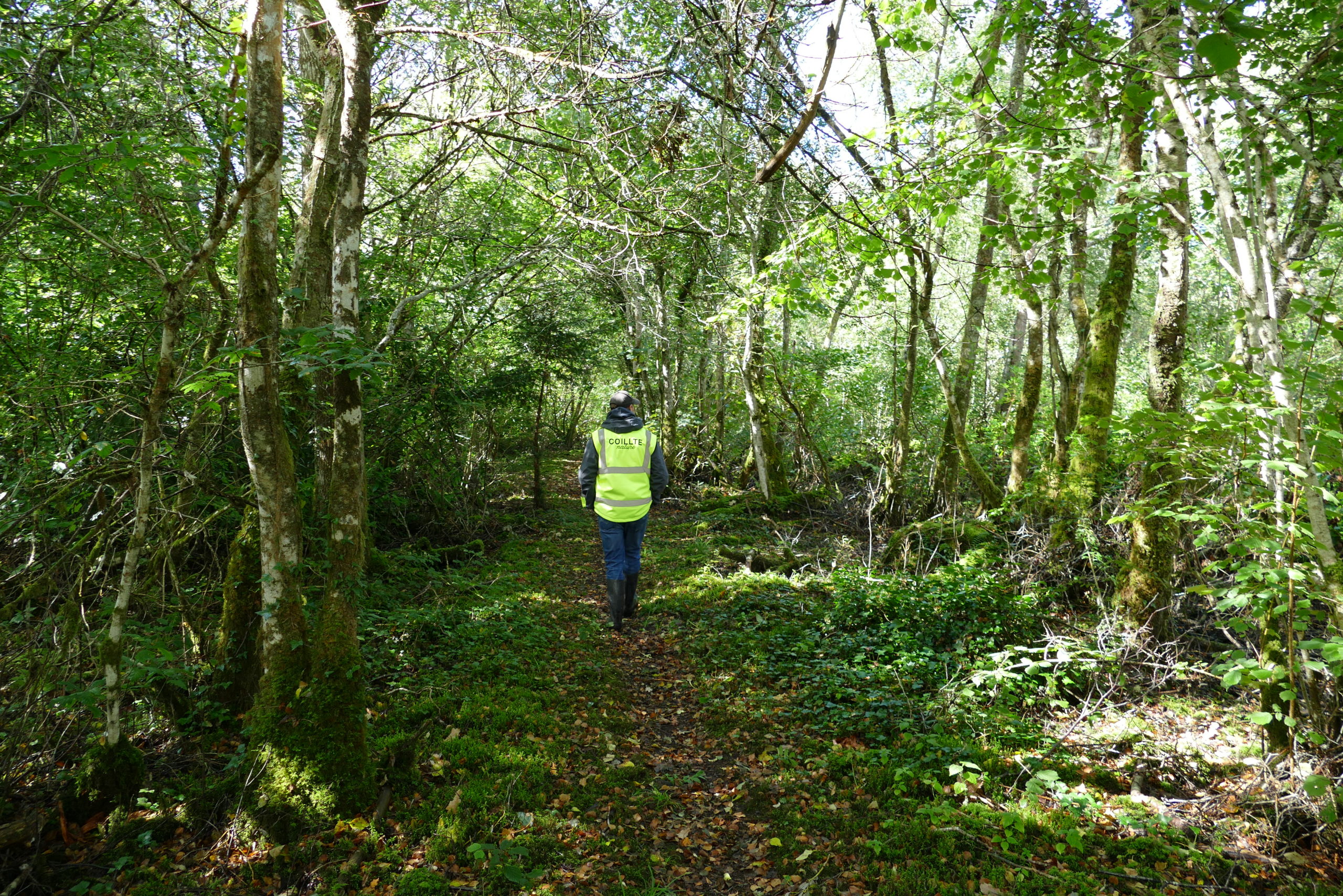 A walking path through the old woodland A walking path through the old woodland