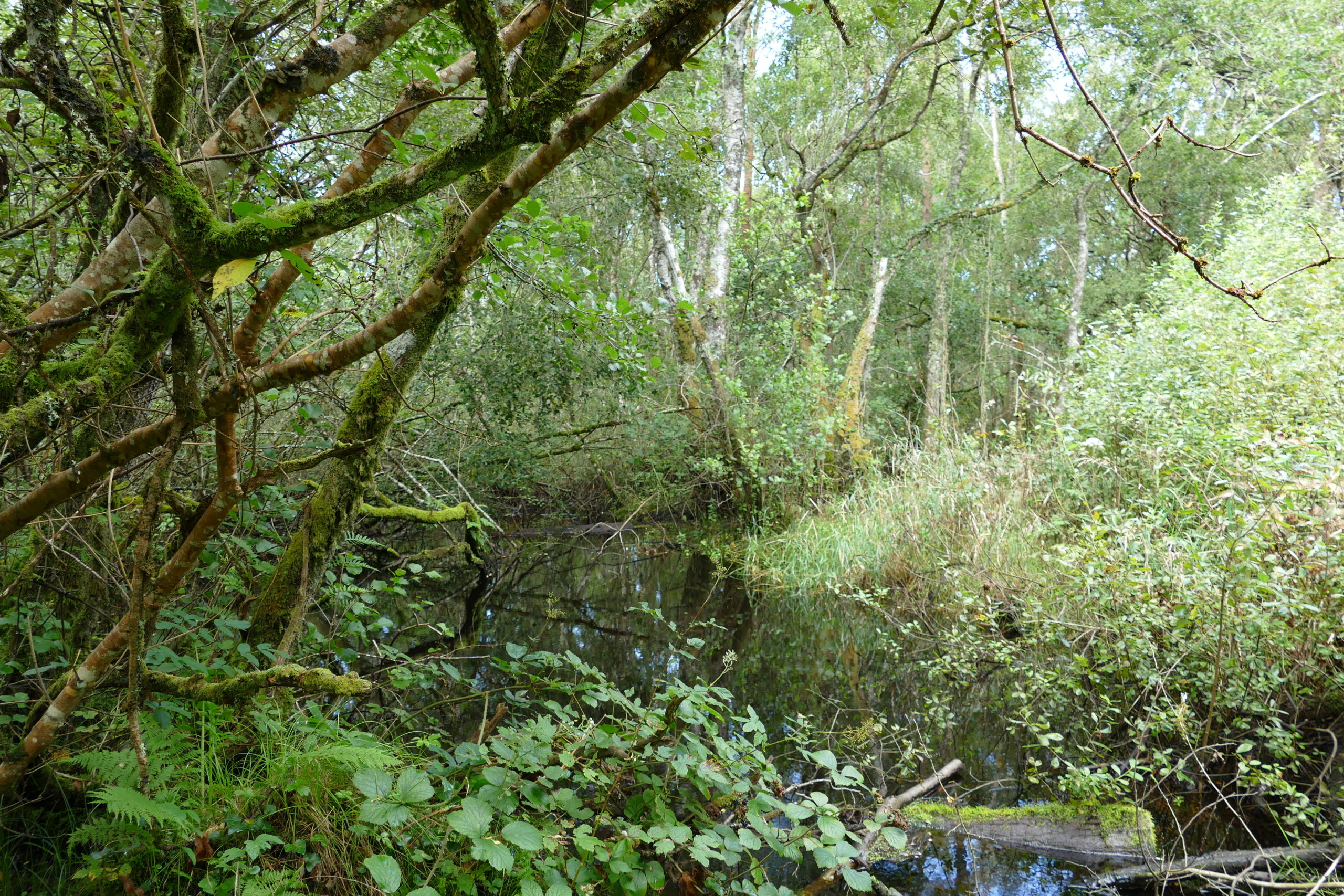 Wet alluvial woodland Wet alluvial woodland