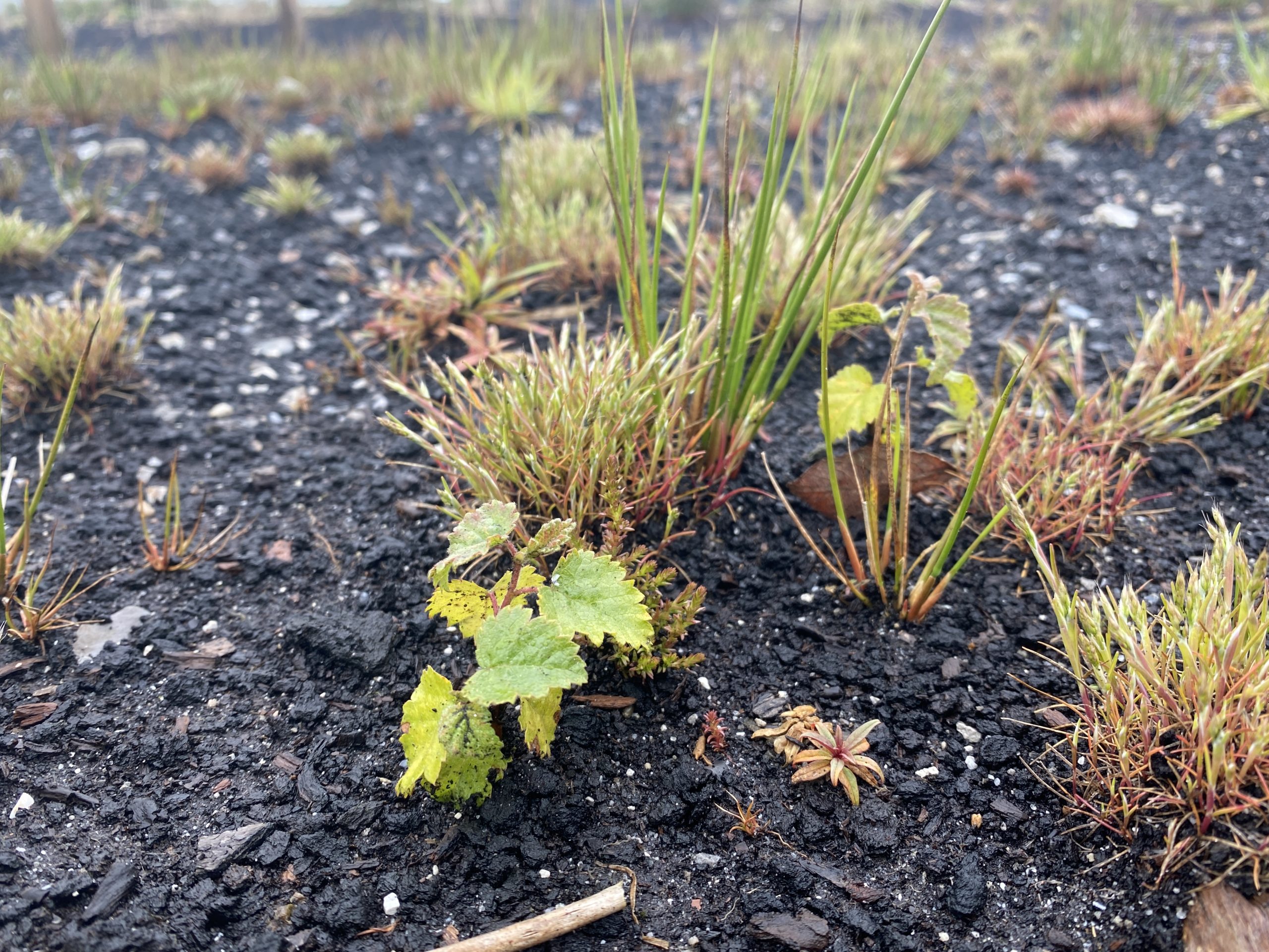 Birch spring-seeded in 2020