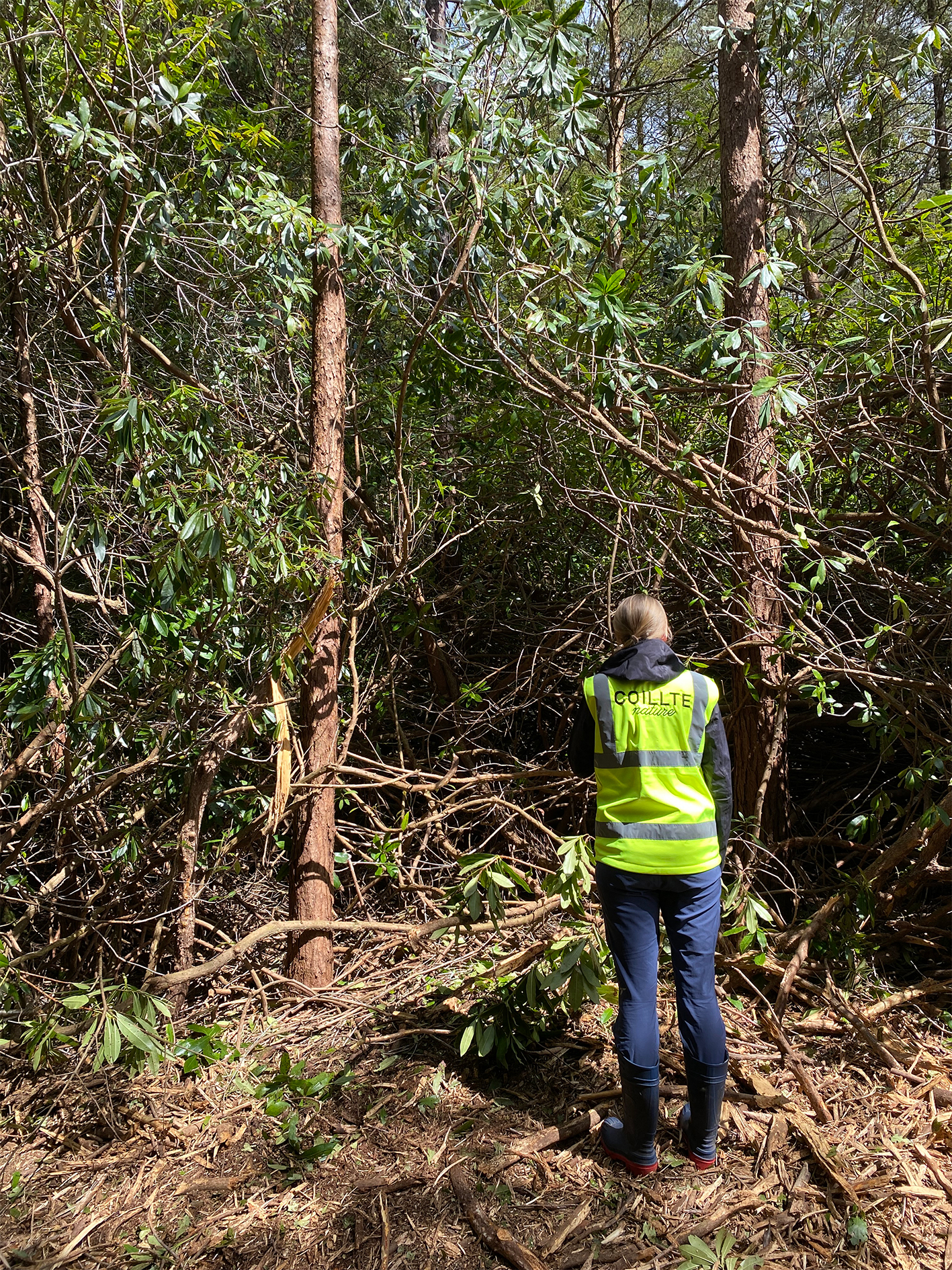 Invasive rhododendron at Hazelwood
