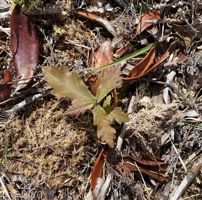 Oak sapling at Hazelwood restoration area