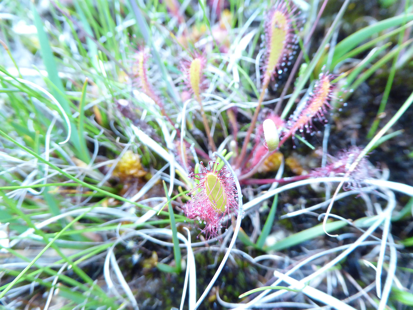 Sundew at Derryclare