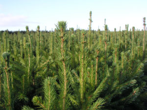 Coillte nurseries Norway Spruce Plants