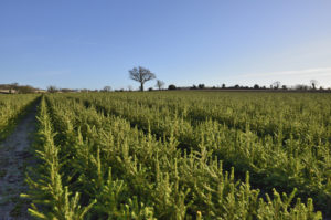 Norway Spruce Transplants