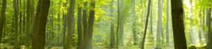 coillte-forest-header