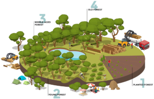 coillte-info-graphic