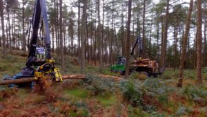 harvesting site