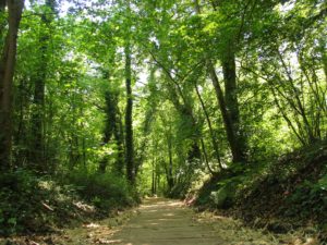 board walk through woodland