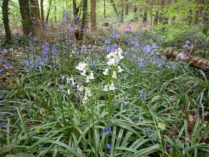 Picture of bluebell flowers in the forest