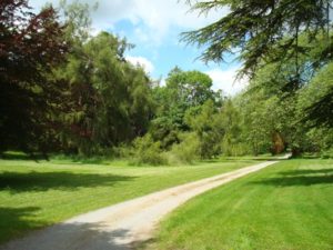 Picture of forest park path