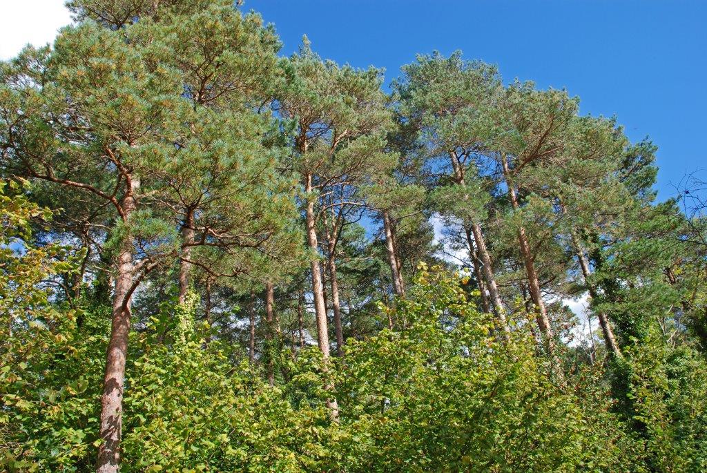 Picture of a Scot's pine forest on Coillte lands