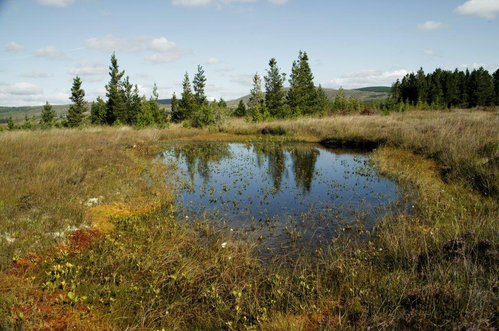 Picture of a Blanket bog pool on Coillte estate