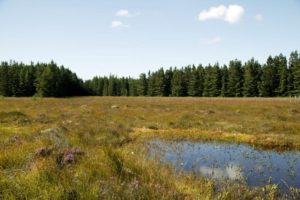 Blanket bog pool on Coillte lands in thre west of Ireland