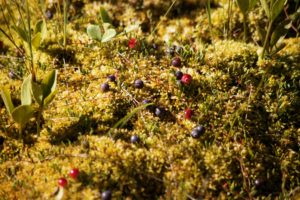 Picture of a cranberry on Coillte blanket bog