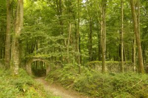 Coillte biodiversity forest