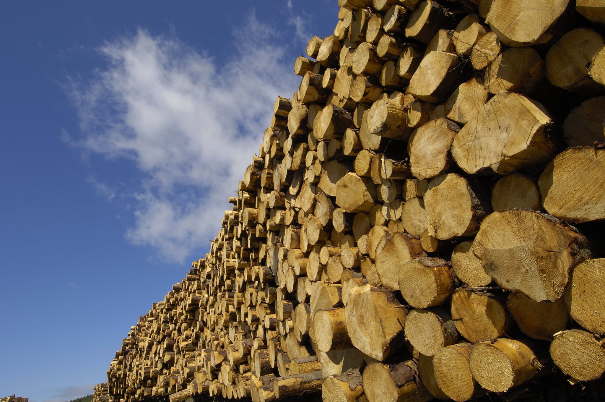 Picture of timber logs stacked