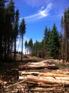 Coillte harvesting site