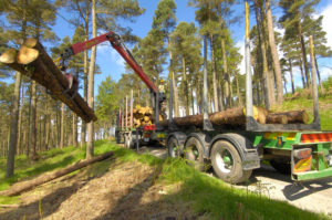 Thinning site Tibradden