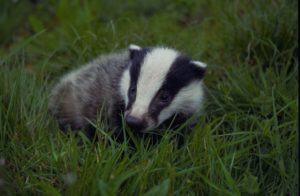 young badger cub in Collte woods