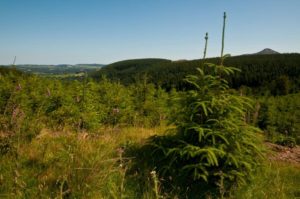 Young trees growing in the forest